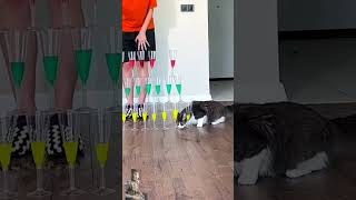 CAT pranked Girl😂 shorts cats cat [upl. by Randa]