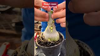 Adenium grafting grafting plants homenursery gardening [upl. by Arriet]