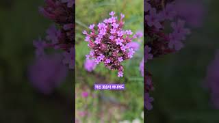 버베나 verbena 정원일기 gardendiary 20241008 [upl. by Aecila]