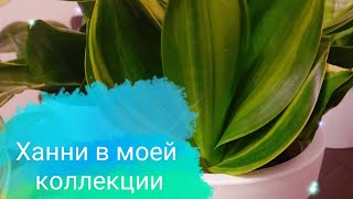 Сансеверии Ханни Sansevieria hahnii в моей коллекции Полный обзор на январь 2024 г [upl. by Ambur]