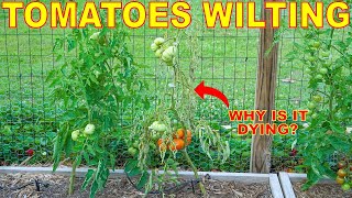 Why Are My Tomato Plants DYING Managing Tomato Wilt Disease [upl. by Monetta]