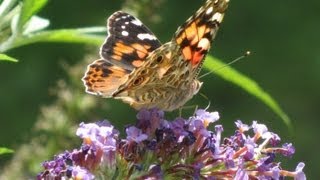 Butterflies and a Butterfly Bush [upl. by Simonsen666]