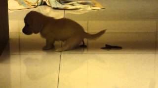 我的狗明星My Super Star 小臘腸狗 Dachshund Zooey FIRST POOP at our home [upl. by Ivory616]