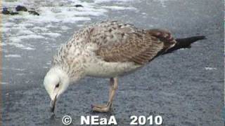 pontische meeuw caspian gull 1702 2010dv [upl. by Namsaj95]