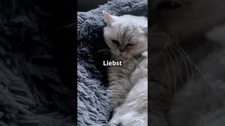 Die elegante Perserkatze – Die Königin der Gemütlichkeit cat katzenfreunde shortsfeed [upl. by Eipper11]