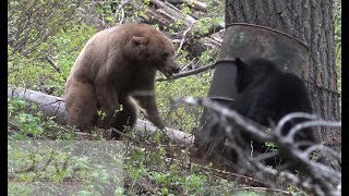 Bear FIGHT caught on camera [upl. by Ayiram]