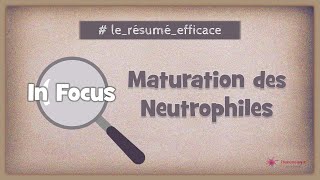 🔎 In focus  Maturation des neutrophiles [upl. by Nolitta180]