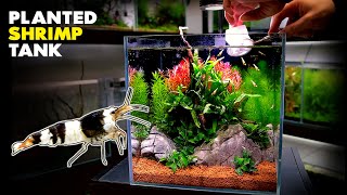 Aquascape Tutorial CRYSTAL BLACK SHRIMP Nano Cube How To Planted Aquarium Step By Step Setup [upl. by Immot]