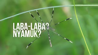 Nyamuk di Sarang Labalaba AlamSemenit [upl. by Jewett]