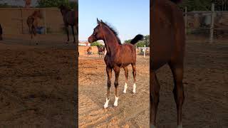 New Arabian Stallion Horse Pro horse arabian horses shorts viralshorts youtubeshorts [upl. by Aseiram]