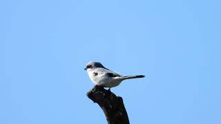 Srokosz Great grey shrike [upl. by Naejeillib606]