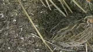 Pair of Stubble Quail [upl. by Lavinie170]