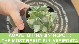 AGAVE ISTHMENSIS OHI RAIJIN SHIRO NAKAFU REPOT [upl. by Norag156]