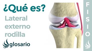 Ligamento LATERAL EXTERNO de la RODILLA  Qué es ubicación función y lesiones [upl. by Flore543]