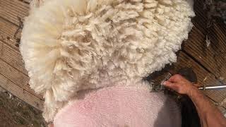 How to shear sheep go pro view [upl. by Jaquelin]