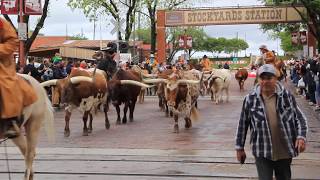 Fort Worth Stockyard Bulls [upl. by Annohsed]