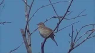 Chiffchaff singing Tjif Tjaf zang [upl. by Somisareg]