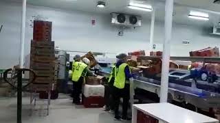 AgroExporta Wilson Reyes  Empaque de Palta Hass en Packing Huaral [upl. by Brigitta]