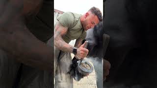 Shoeing the beautiful Friesian stallion hessel horse shorts fyp work equestrian happy [upl. by Whale]