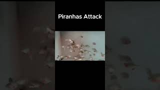 Piranhas are SO Misunderstood  The Truth About a Piranha Feeding Frenzy [upl. by Atinus]