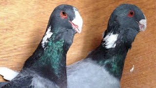 طيور الحمام شامي syrian dewlap pigeons [upl. by Tu]