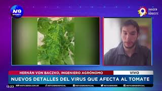 NUEVOS DETALLES DEL VIRUS QUE AFECTA AL TOMATE  NOTICIERO 9 [upl. by Colon]