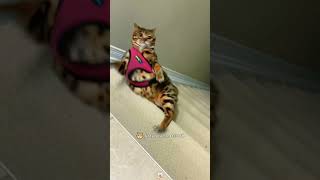 funny kittten catfunny youtubeshorts katten catvideos pets kettens funnycatvideos [upl. by Edyak]