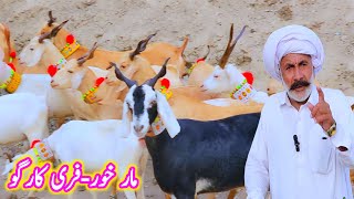 2992024 markhor praignet bakriyan at bismillah goat farm baba usman ki offer goat farming [upl. by Aneladgam]