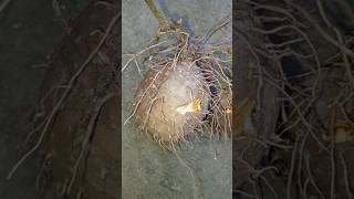 Dioscorea bulbiferagardening nature youtube 1k garden shortsfeed shorts subscribe [upl. by Rivy]