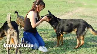 Dariya Training Her Smart Czechoslovakian Vlcak Dogs​​​ And Great Dane Dog Breed [upl. by Anailil]