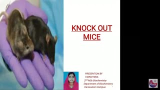 Knockout Mice  S Bincymol [upl. by Melamed386]