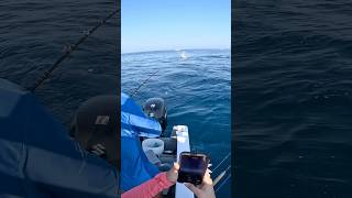 Crazy double up on sailfish in Mexico 👀 fishing outdoors sailfish [upl. by Papageno161]