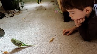 Meet Our New Bird A Parakeet Named Pillow  VLOG 158 [upl. by Ritch]