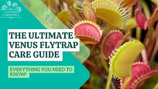 Ultimate Venus Flytrap Care Guide [upl. by Eatnhoj]