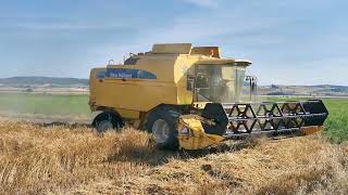 NEW HOLLAND TX 66 06 Wheat Harvesting 962023 Kampos Larisas [upl. by Jazmin]