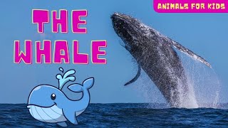 Animals for kids  The Whale  Whales for Kids Learn About the Biggest Animals on Earth animals [upl. by Odnalra]