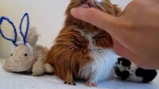 Guinea pig sounds purring and chutting chubbling  muttering [upl. by Trilly853]