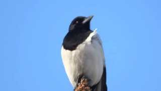 BlackBilled Magpie  Pica pica  Сорока [upl. by Onitsoga]