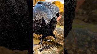 The Black Sea Hare has a unique defense mechanism [upl. by Culbertson]