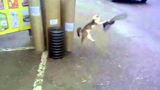 Cat Catches pigeon but gets run over [upl. by Nolrah]