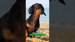 The Fascinating History of Dachshunds From Hunters to Family Pets [upl. by Sotsirhc]