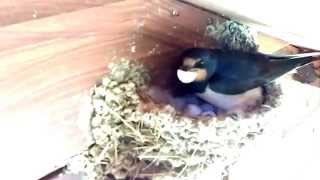 First egg hatches in the swallow nest [upl. by Xila486]