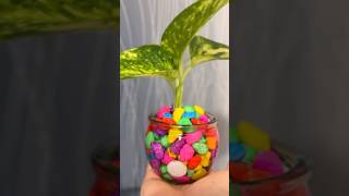 How to propagate Pothos homedecor indoorplants happiness showpiece gardening diy [upl. by Biddick744]