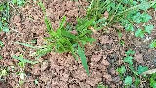 Pasture Management Planting Brachiaria For Goat and Sheep [upl. by Edrahs]