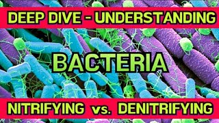 Truly Understanding Nitrifying vs Denitrifying Bacteria amp The Effects on Aquarium Plants amp Fish [upl. by Sennahoj]