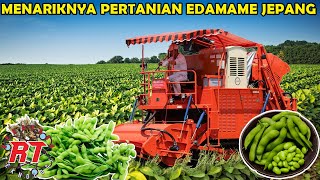 BEGINI CARA PERTANIAN EDAMAME KEDELAI TERBAIK JEPANG DITANAM DAN DIPELIHARA [upl. by Renate]