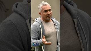 Cesar Millan Uses A Pit Bull To Help Train A Misbehaving Pug [upl. by Ilocin663]