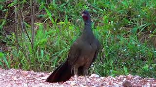 CANTO do ARACUÃDOPANTANAL ORTALIS CANICOLLIS CHACO CHACHALACA CHARATA Aves silvestres [upl. by Cash]