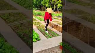 Healing rural lifepickingfruitvegetablerural life farmingsatisfyingagriculture [upl. by Reivaz]