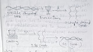 Molecular biology Nucleic acidsDNA Replication and Repair Paper 11unit 1 Semester 5 [upl. by Lada]